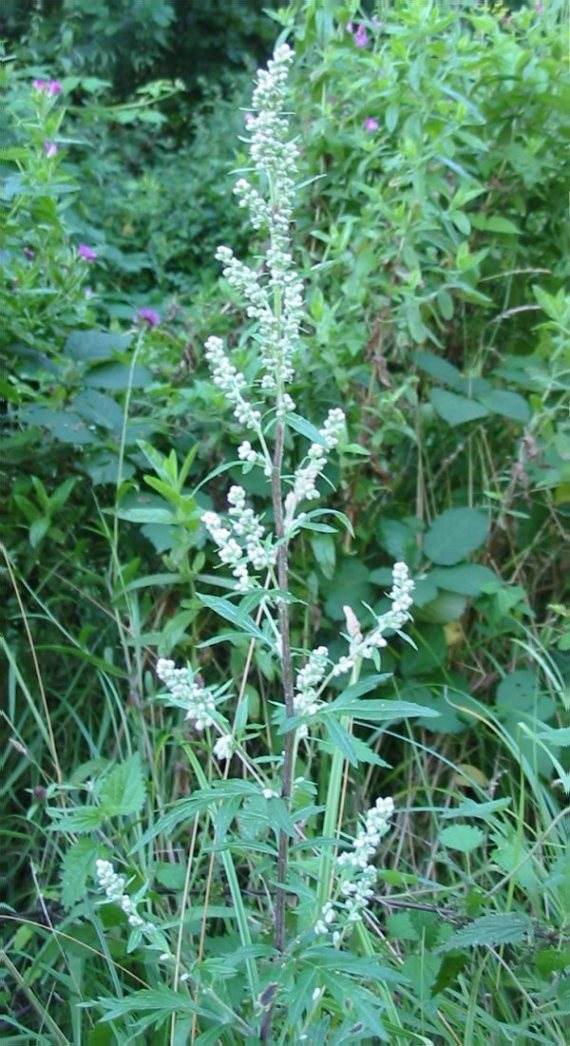 Howardian Local Nature Reserve Fat Hen