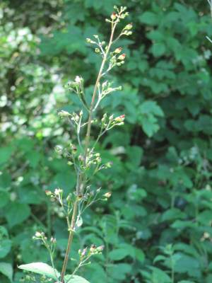 Figwort