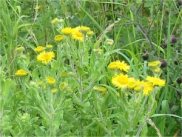 Fleabane