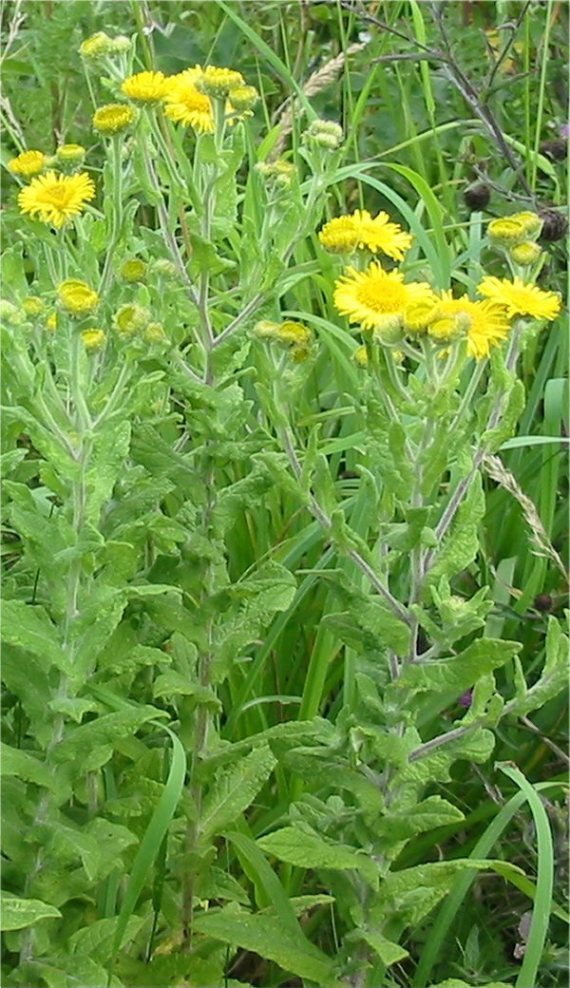Howardian Local Nature Reserve Fleabane
