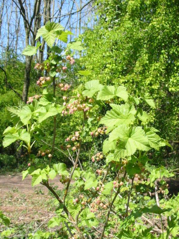 Howardian Local Nature Reserve Flowering Currant