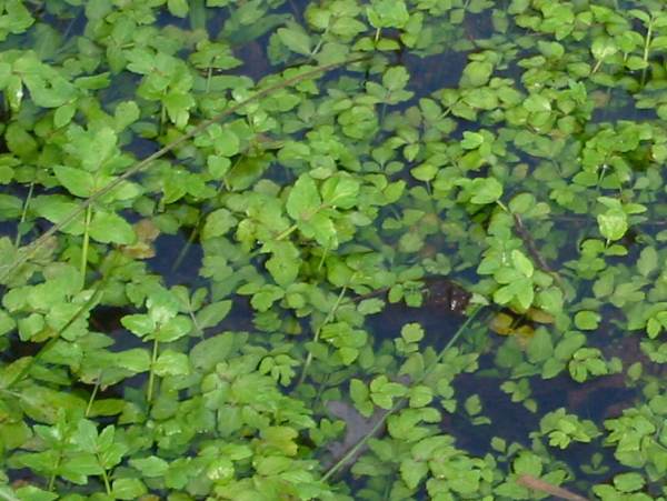 Howardian Local Nature Reserve Fool's Watercress
