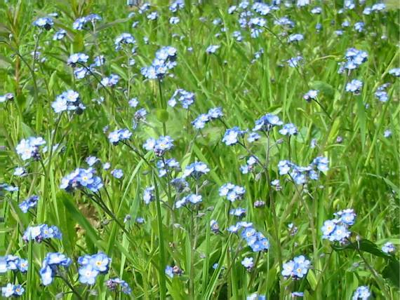 Howardian Local Nature Reserve
Forget-me-not