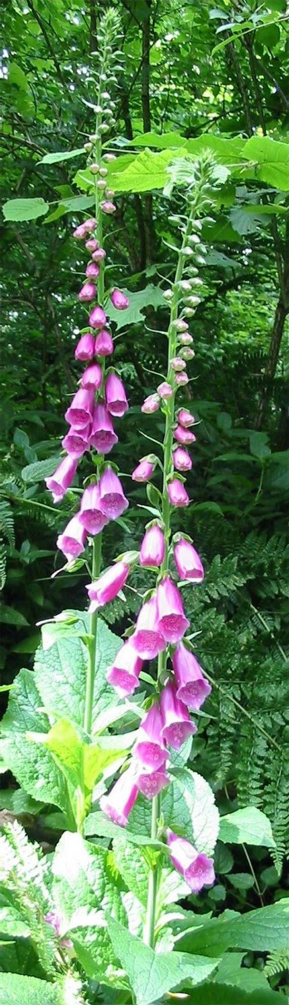 Howardian Local Nature Reserve Foxglove