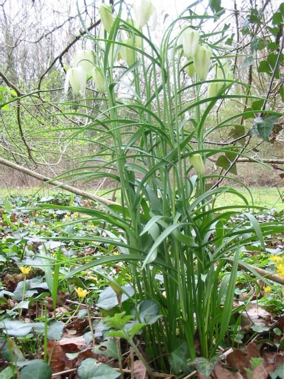 Howardian Local Nature Reserve White Fritillary