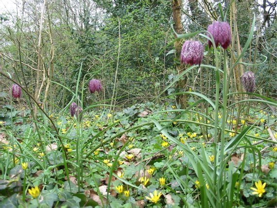 Howardian Local Nature Reserve Fritillary, Snake's-head