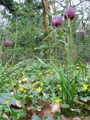 Fritillary or Snake's-head