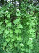 Lesser Celandine