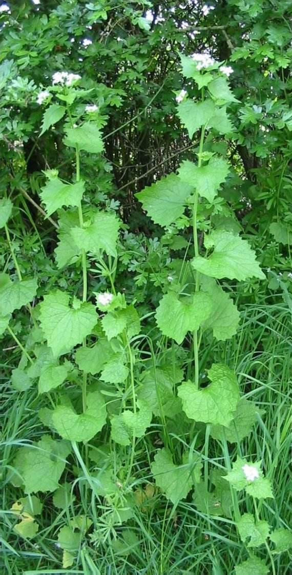 Howardian Local Nature ReserveJack by the HedgeGarlic Mustard