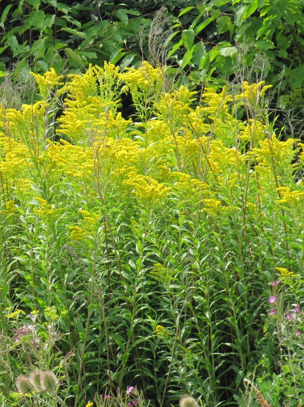 Howardian Local Nature Reserve Candaian Goldenrod