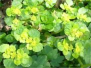 Golden Saxifrage