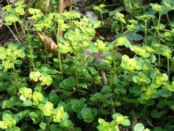 Howardian Local Nature Reserve Golden Saxifrage