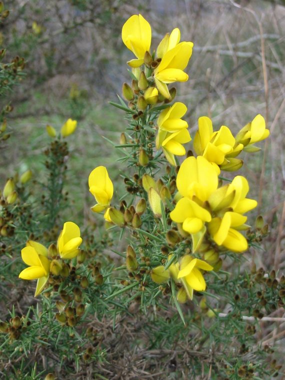 Howardian Local Nature Reserve Common Gorse