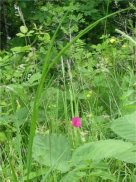 Grass Vetchling