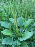 Great Plantain