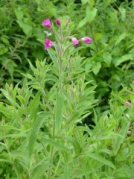 Great Willow Herb