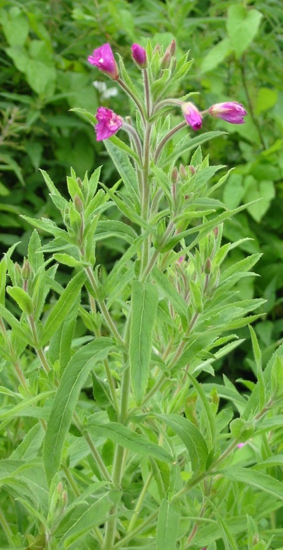 Howardian Local Nature Reserve Great Willow Herb