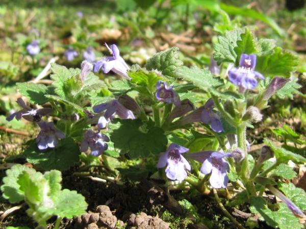 Howardian Local Nature Reserve Ground Ivy