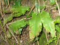 Hart's Tounge Fern