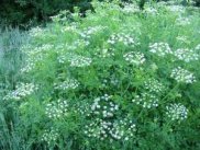 Hemlock Water Dropwort