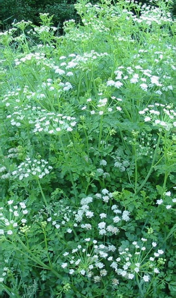 Howardian Local Nature Reserve Hemlock Water Dropwort