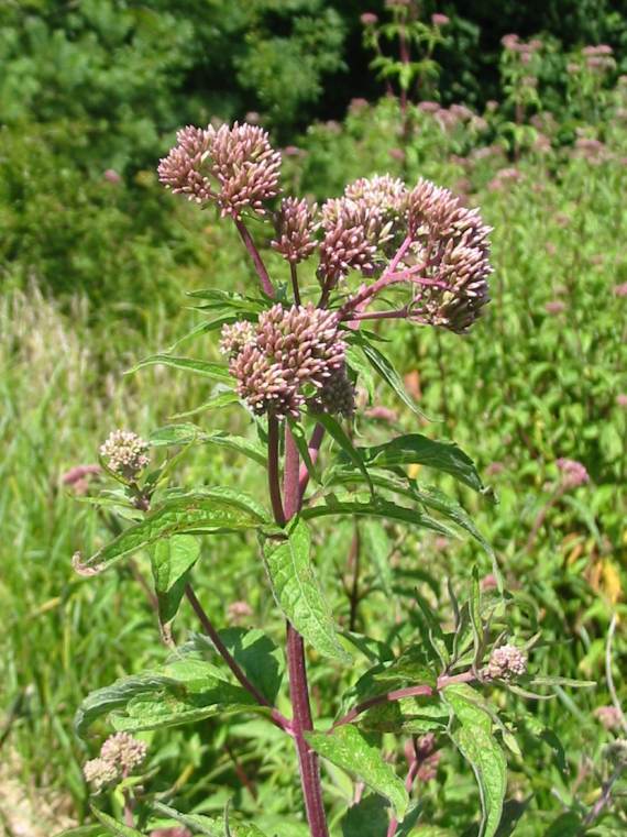 Howardian Local Nature Reserve Hemp Agrimony