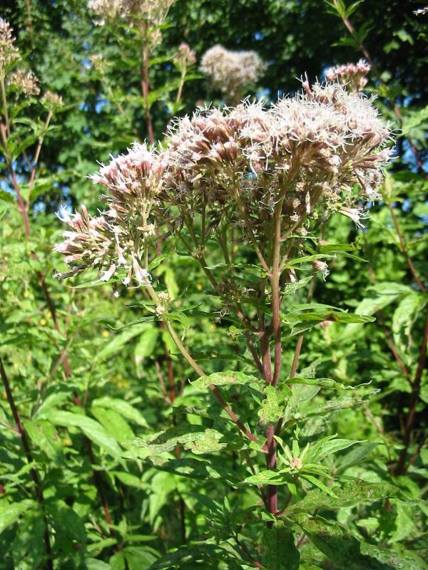 Howardian Local Nature Reserve Hemp Agrimony
