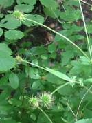 Herb Bennet Fruit