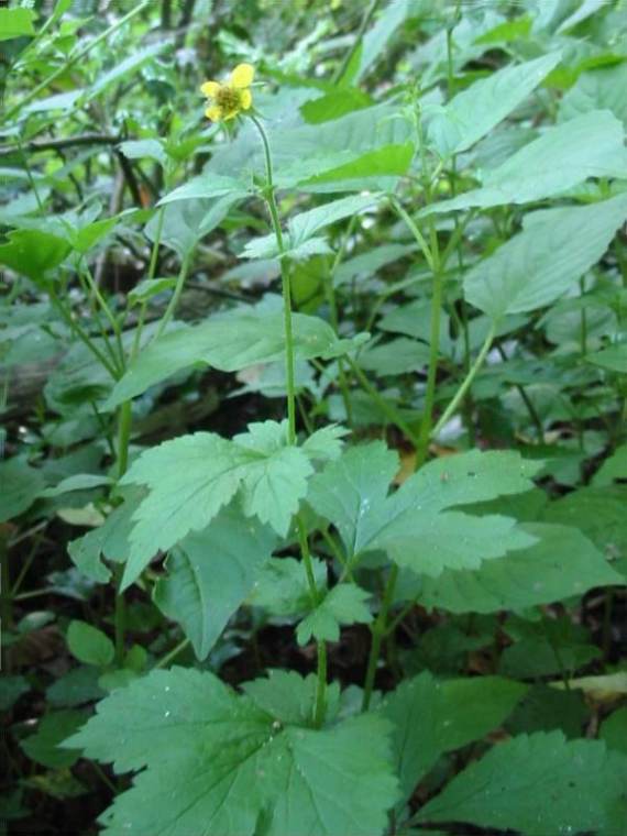 Howardian Local Nature Reserve Herb Bennet