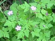 Herb Robert