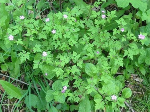 Howardian Local Nature Reserve Herb Robert