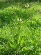 Ribwort Plantain