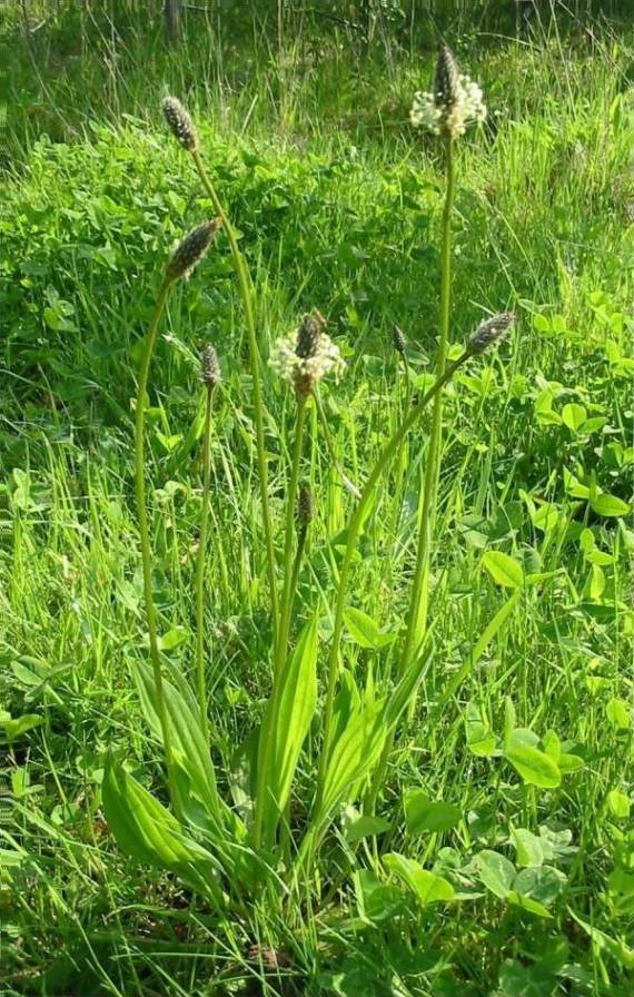 Howardian Local Nature ReserveRibwort PlantainLamb's-tongue