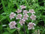 Hogweed