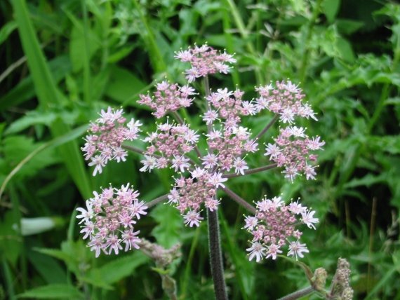 Howardian Local Nature Reserve Hogweed