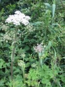 Hogweed