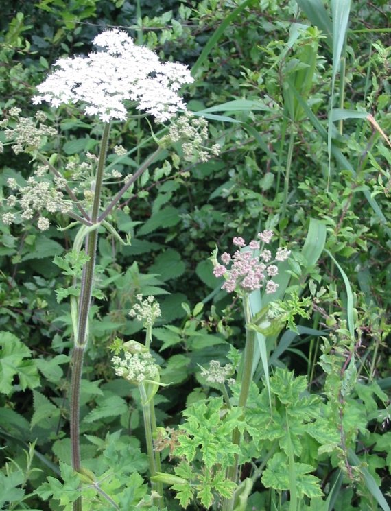 Howardian Local Nature Reserve Hogweed