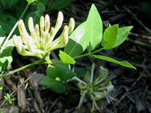 Honeysuckle