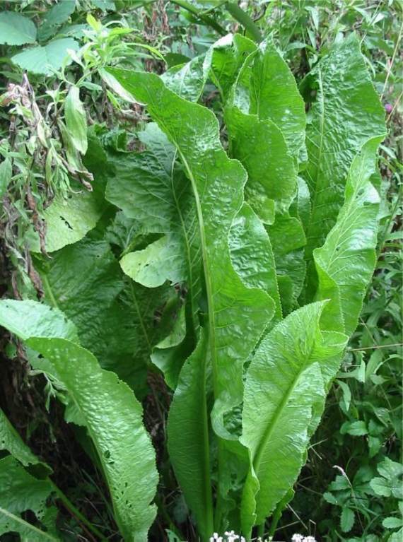 Howardian Local Nature Reserve Horse Radish