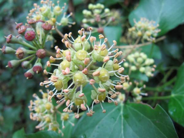 Howardian Local Nature Reserve Ivy