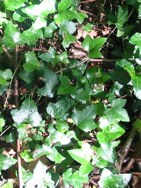 Howardian Local Nature Reserve Ivy