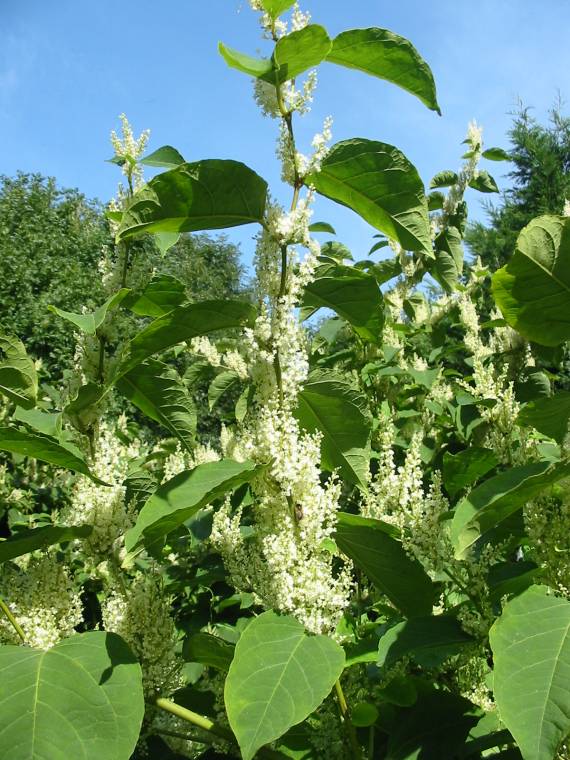 Howardian Local Nature Reserve
Japenese Knotweed flower