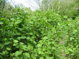 Japanese Knotweed
  Invasive species