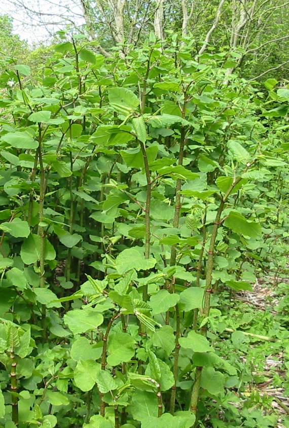 Howardian Local Nature Reserve Japenese Knotweed