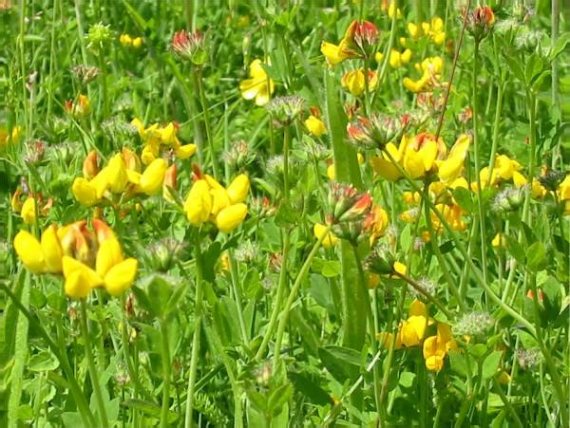 Howardian Local Nature Reserve Kidney Vetch