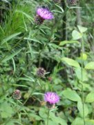 Knapweed