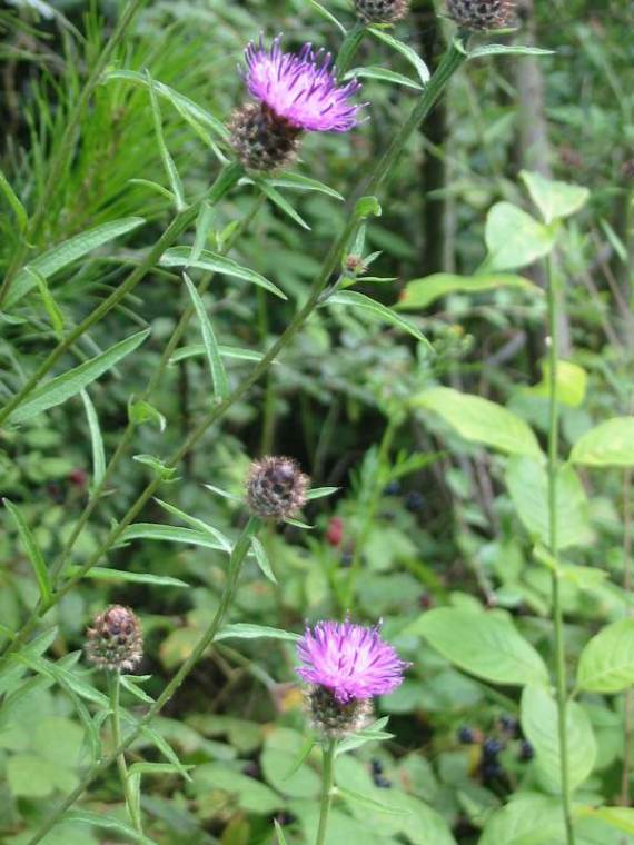 Howardian Local Nature Reserve Knapweed
