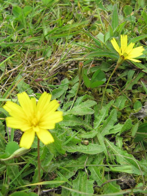 Howardian Local Nature Reserve Lesser Hawkbit
