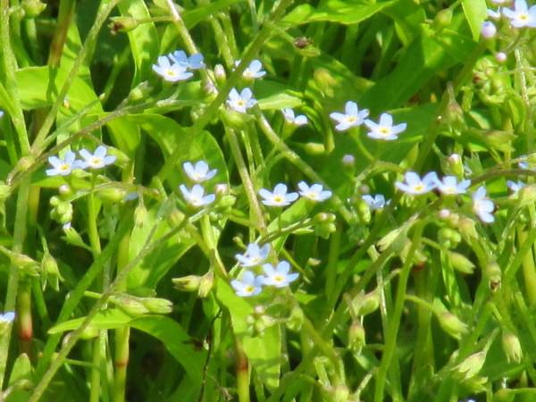 Howardian Local Nature Reserve Lesser Water Forget-Me-Not