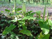 Lords-and-ladies or Cuckoo-pint